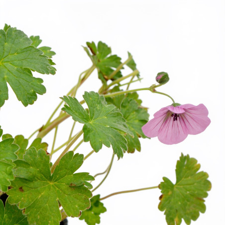 Géranium vivace Joy 20cm Godet 9cm - Geranium