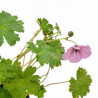 Géranium vivace Joy 20cm Godet 9cm - Geranium