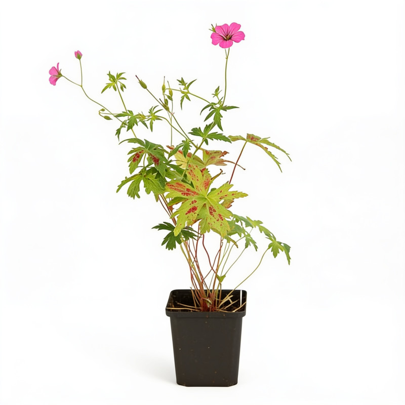 Géranium vivace Patricia 20cm Godet 9cm - Geranium