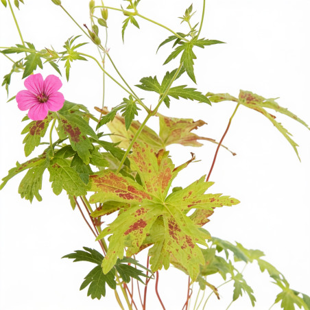 Géranium vivace Patricia 20cm Godet 9cm - Geranium