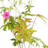 Géranium vivace Patricia 20cm Godet 9cm - Geranium