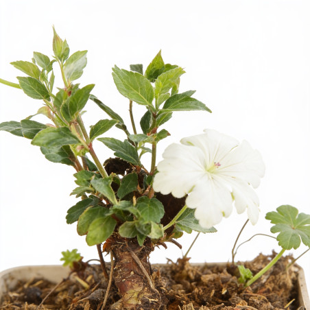 Géranium vivace macrorrhizum White Ness 20cm Godet 9cm - Geranium