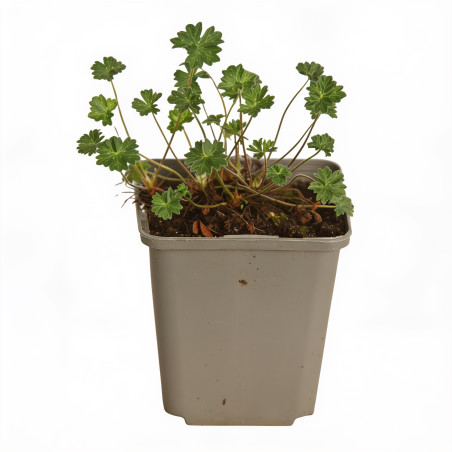 Géranium vivace cinereum Giuseppii 20cm Godet 9cm - Geranium