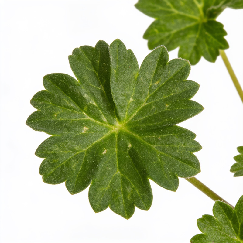 Géranium vivace cinereum Giuseppii 20cm Godet 9cm - Geranium