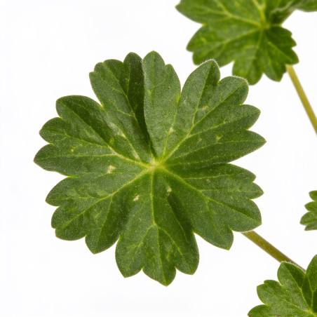 Géranium vivace cinereum Giuseppii 20cm Godet 9cm - Geranium