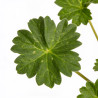 Géranium vivace cinereum Giuseppii 20cm Godet 9cm - Geranium