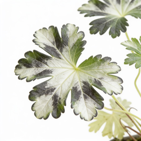 Géranium vivace phaeum Album 20cm Godet 9cm - Geranium