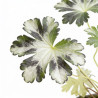Géranium vivace phaeum Album 20cm Godet 9cm - Geranium