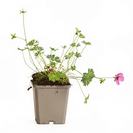 Géranium vivace cinereum Ballerina 20cm Godet 9cm - Geranium