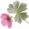Géranium vivace cinereum Ballerina 20cm Godet 9cm - Geranium