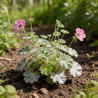 Géranium vivace cinereum Ballerina 20cm Godet 9cm - Geranium