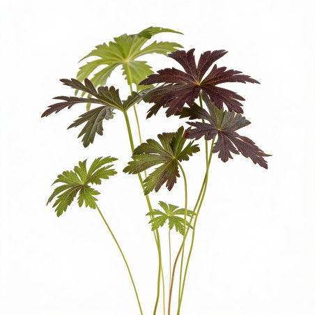 Géranium vivace phaeum 20cm Godet 9cm - Geranium