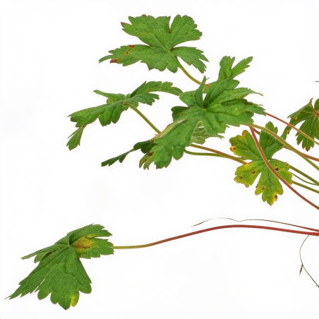 Géranium vivace Versicolor 20cm Godet 9cm - Geranium