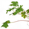 Géranium vivace Versicolor 20cm Godet 9cm - Geranium