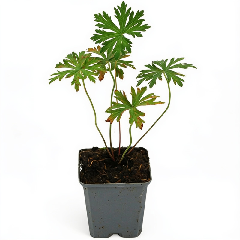 Géranium vivace pratense 20cm Godet 9cm - Geranium