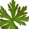 Géranium vivace pratense 20cm Godet 9cm - Geranium