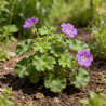 Géranium vivace Dilys 20cm Godet 9cm - Geranium
