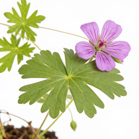 Géranium vivace Dilys 20cm Godet 9cm - Geranium