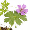 Géranium vivace Dilys 20cm Godet 9cm - Geranium