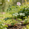 Géranium vivace sylvaticum Mayflower 20cm Godet 9cm - Geranium
