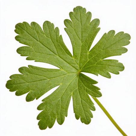 Géranium vivace sylvaticum Mayflower 20cm Godet 9cm - Geranium