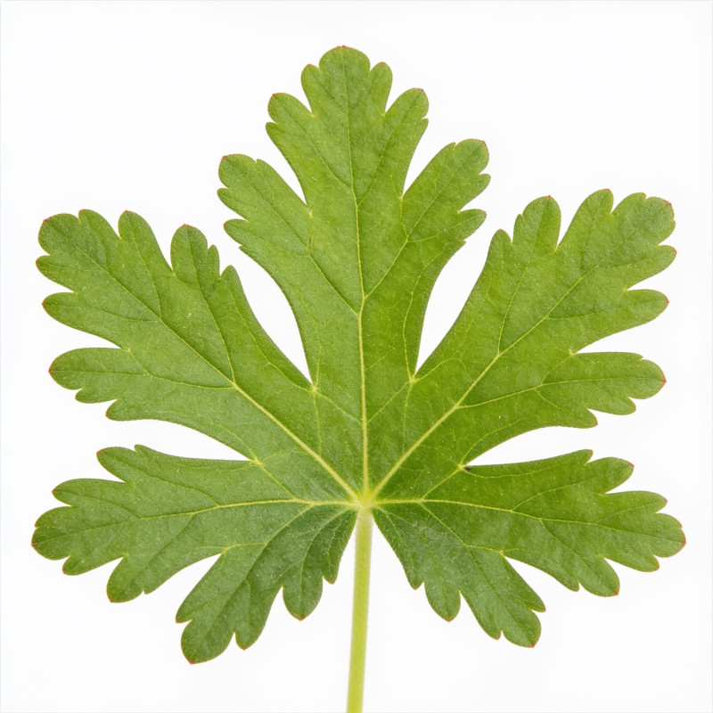 Géranium vivace macrorrhizum Ingwersens Variety 20cm Godet 9cm - Geranium