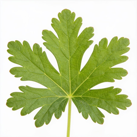 Géranium vivace macrorrhizum Ingwersens Variety 20cm Godet 9cm - Geranium