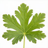 Géranium vivace macrorrhizum Ingwersens Variety 20cm Godet 9cm - Geranium