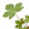Géranium vivace nodosum 20cm Godet 9cm - Geranium