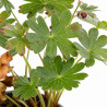 Géranium vivace macrorrhizum Spessart 20cm Godet 9cm - Geranium