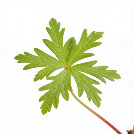 Géranium vivace Brookside 20cm Godet 9cm - Geranium