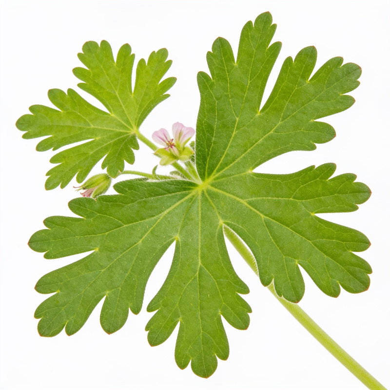 Géranium vivace macrorrhizum 20cm Godet 9cm - Geranium