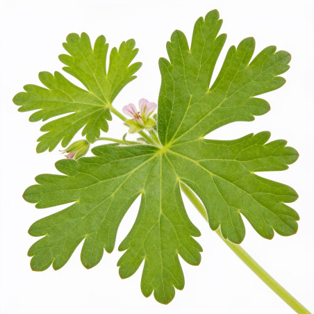 Géranium vivace macrorrhizum 20cm Godet 9cm - Geranium