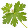 Géranium vivace macrorrhizum 20cm Godet 9cm - Geranium