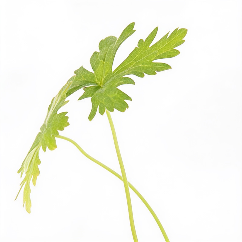Géranium vivace endressii 20cm Godet 9cm - Geranium