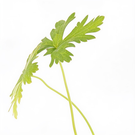 Géranium vivace endressii 20cm Godet 9cm - Geranium