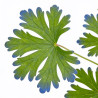 Géranium vivace Johnsons Blue 20cm Godet 9cm - Geranium