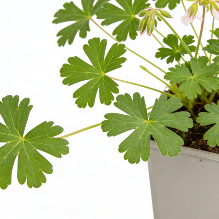 Géranium vivace cantabrigiense St Ola 20cm Godet 9cm - Geranium