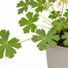 Géranium vivace cantabrigiense St Ola 20cm Godet 9cm - Geranium