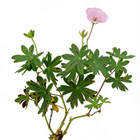 Géranium vivace sanguineum Striatum 20cm Godet 9cm - Geranium