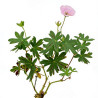 Géranium vivace sanguineum Striatum 20cm Godet 9cm - Geranium
