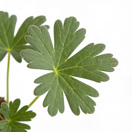 Géranium vivace sanguineum Max Frei 20cm Godet 9cm - Geranium