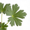Géranium vivace sanguineum Max Frei 20cm Godet 9cm - Geranium
