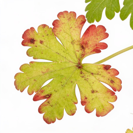 Géranium vivace sanguineum 20cm Godet 9cm - Geranium