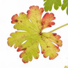 Géranium vivace sanguineum 20cm Godet 9cm - Geranium