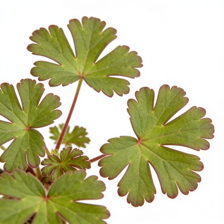 Géranium vivace xcantabrigiense Karmina 20cm Godet 9cm - Geranium