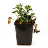 Géranium vivace cantabrigiense Cambridge 20cm Godet 9cm - Geranium