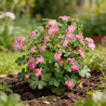 Géranium vivace cantabrigiense Cambridge 20cm Godet 9cm - Geranium