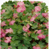 Géranium vivace cantabrigiense Cambridge 20cm Godet 9cm - Geranium