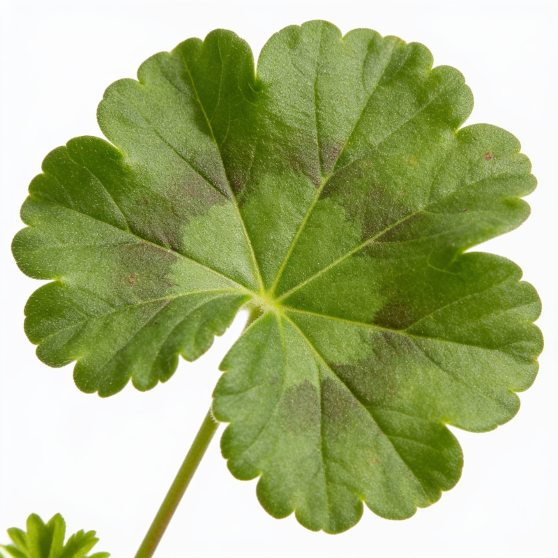 Géranium vivace cantabrigiense Biokovo 20cm Godet 9cm - Geranium